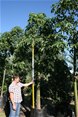 Brachychiton Acerifolia (Flame tree)